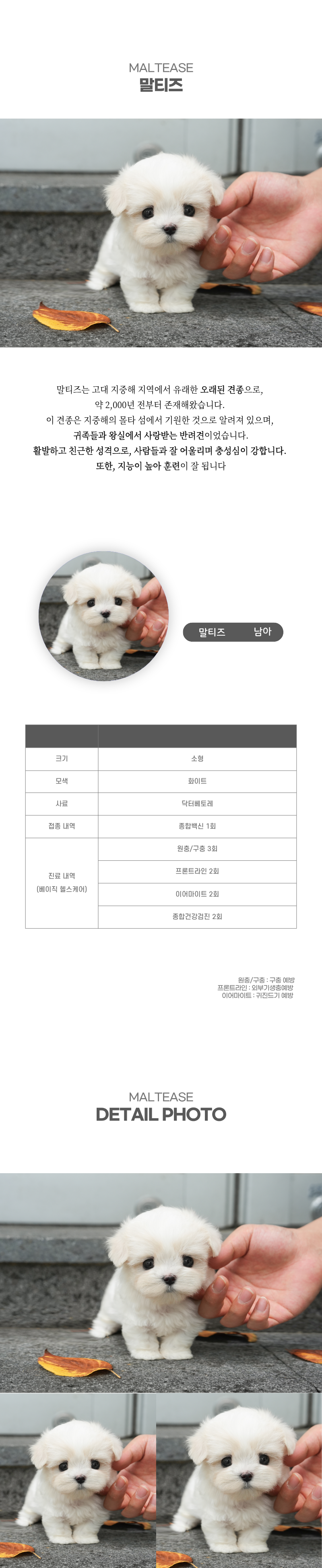 말티즈_상세이미지_2